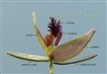  Spikelet (Opened)
